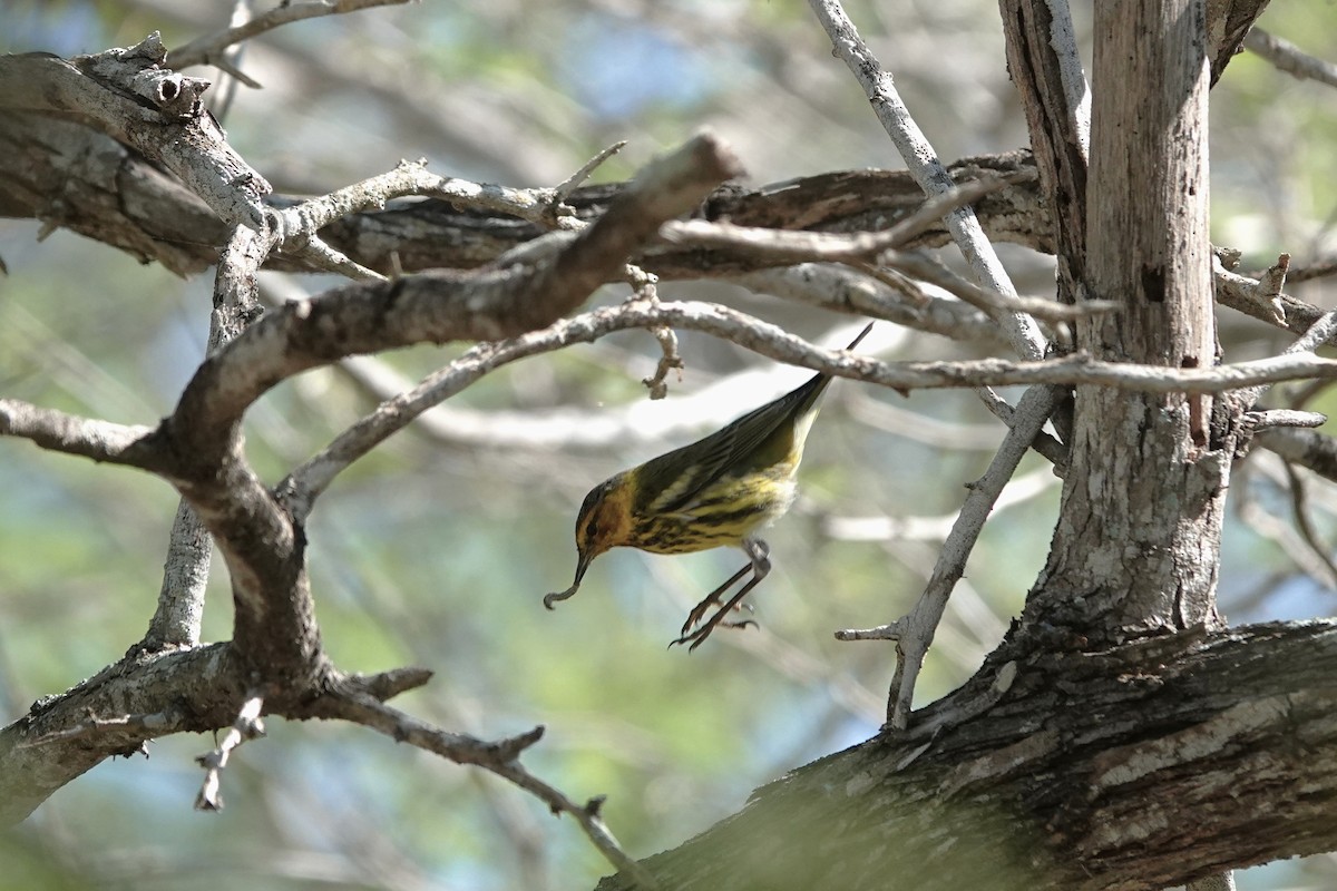 Тигровая древесница - ML646488971