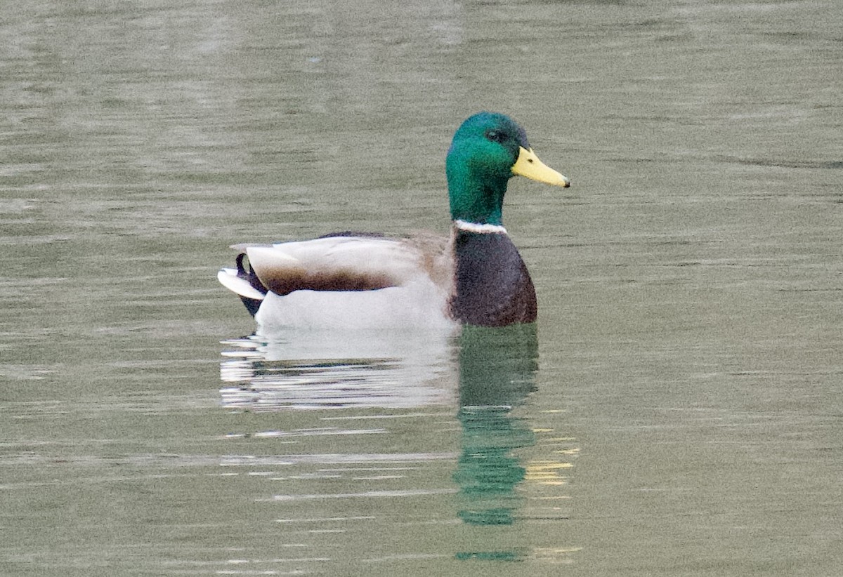 Mallard - ML646488972