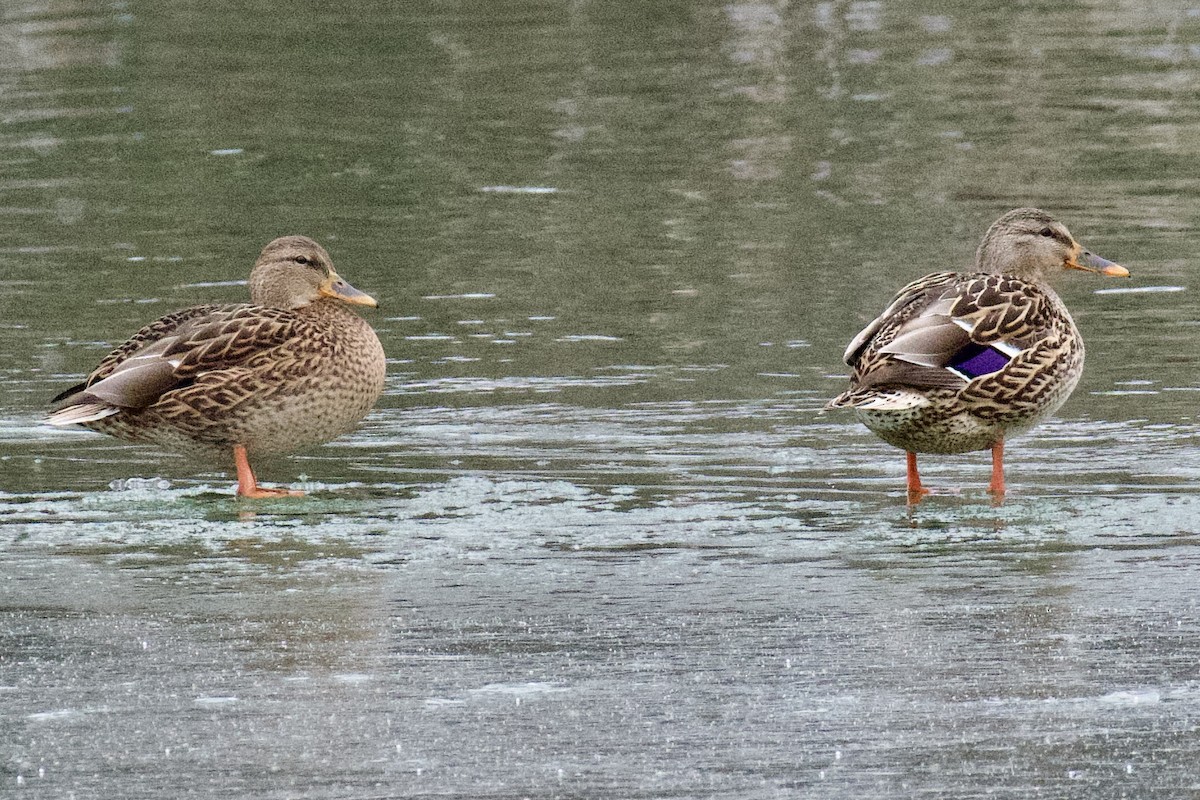 Mallard - ML646488973