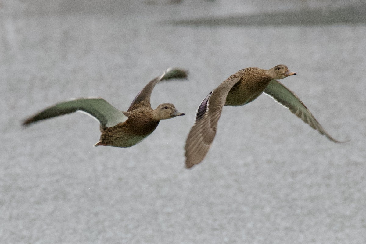 Mallard - ML646488974