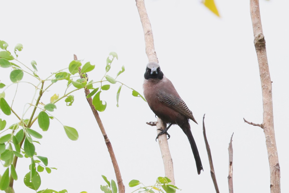 Black-faced Waxbill - ML646488979