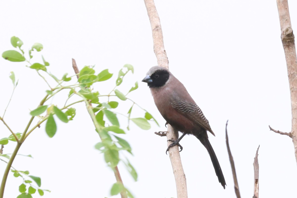 Black-faced Waxbill - ML646488980