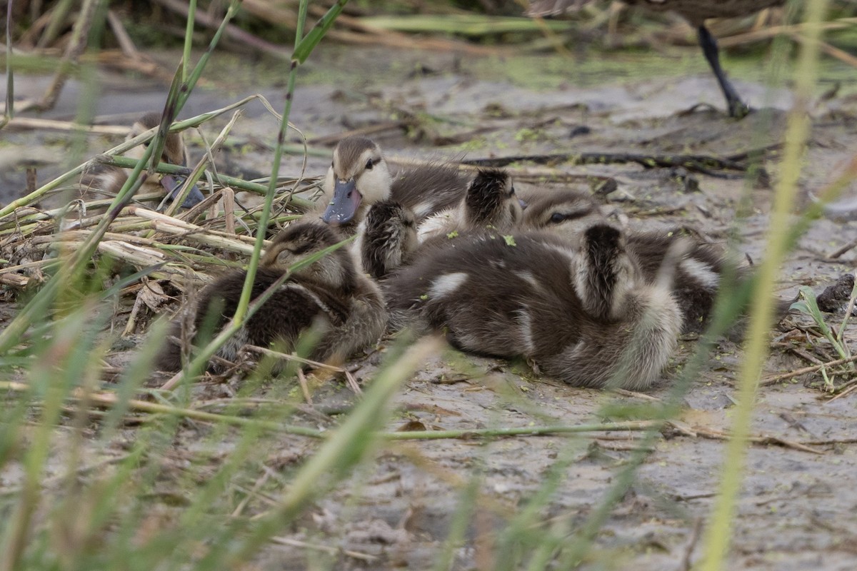 Red-billed Duck - ML646488983