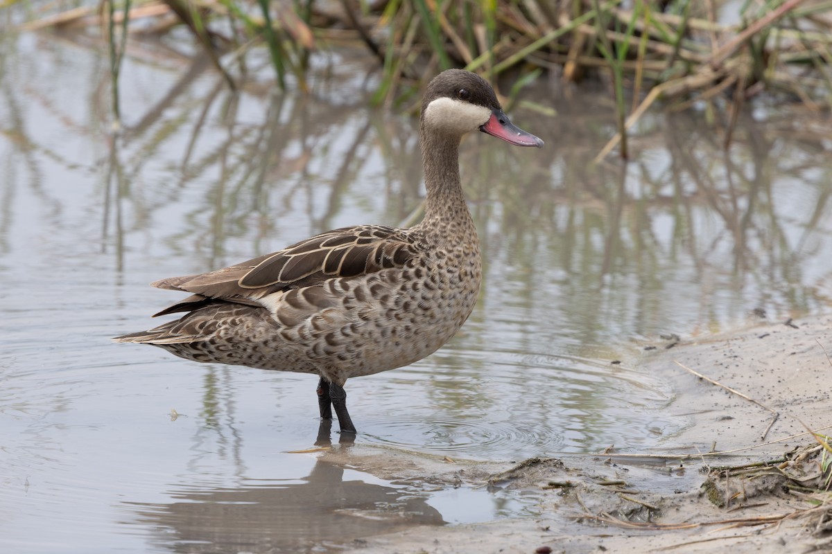Red-billed Duck - ML646488984