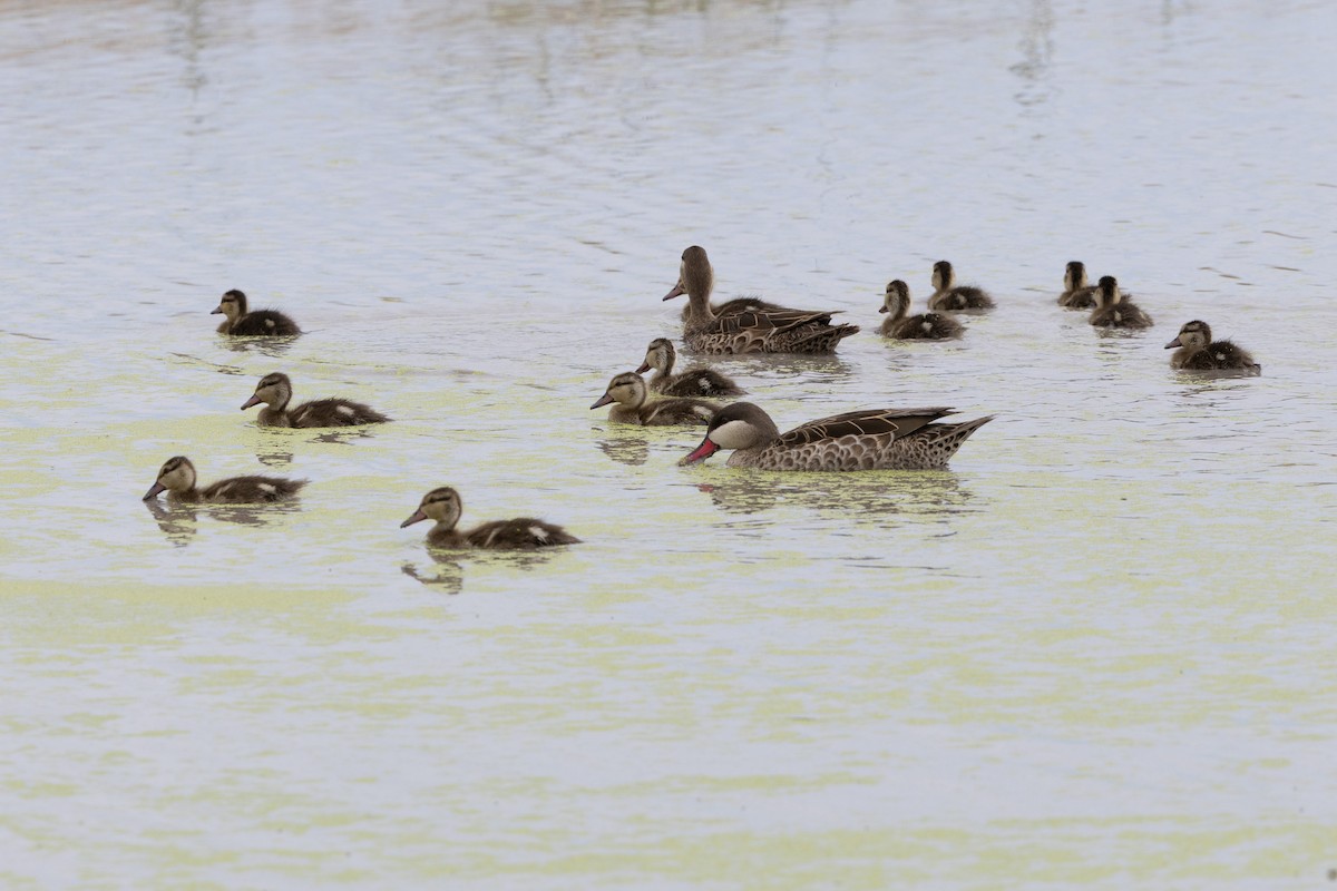 Red-billed Duck - ML646488985