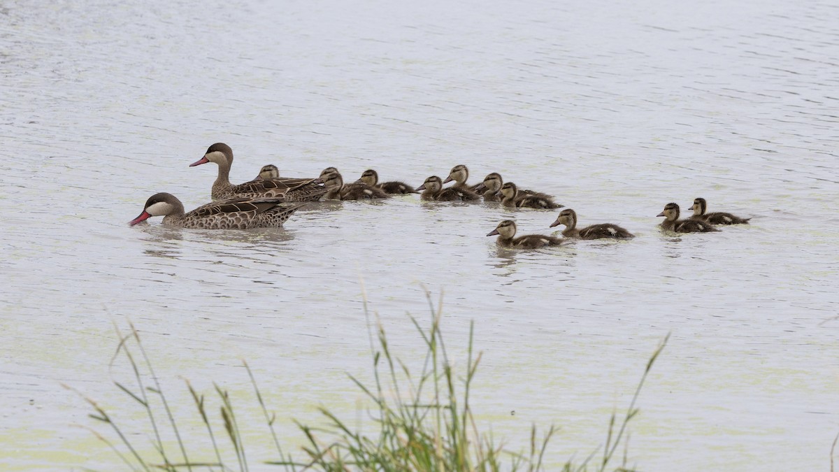 Red-billed Duck - ML646488986