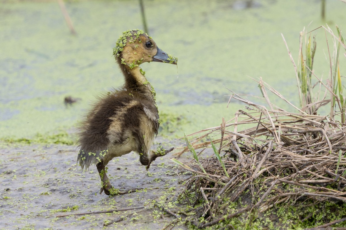 Red-billed Duck - ML646488987