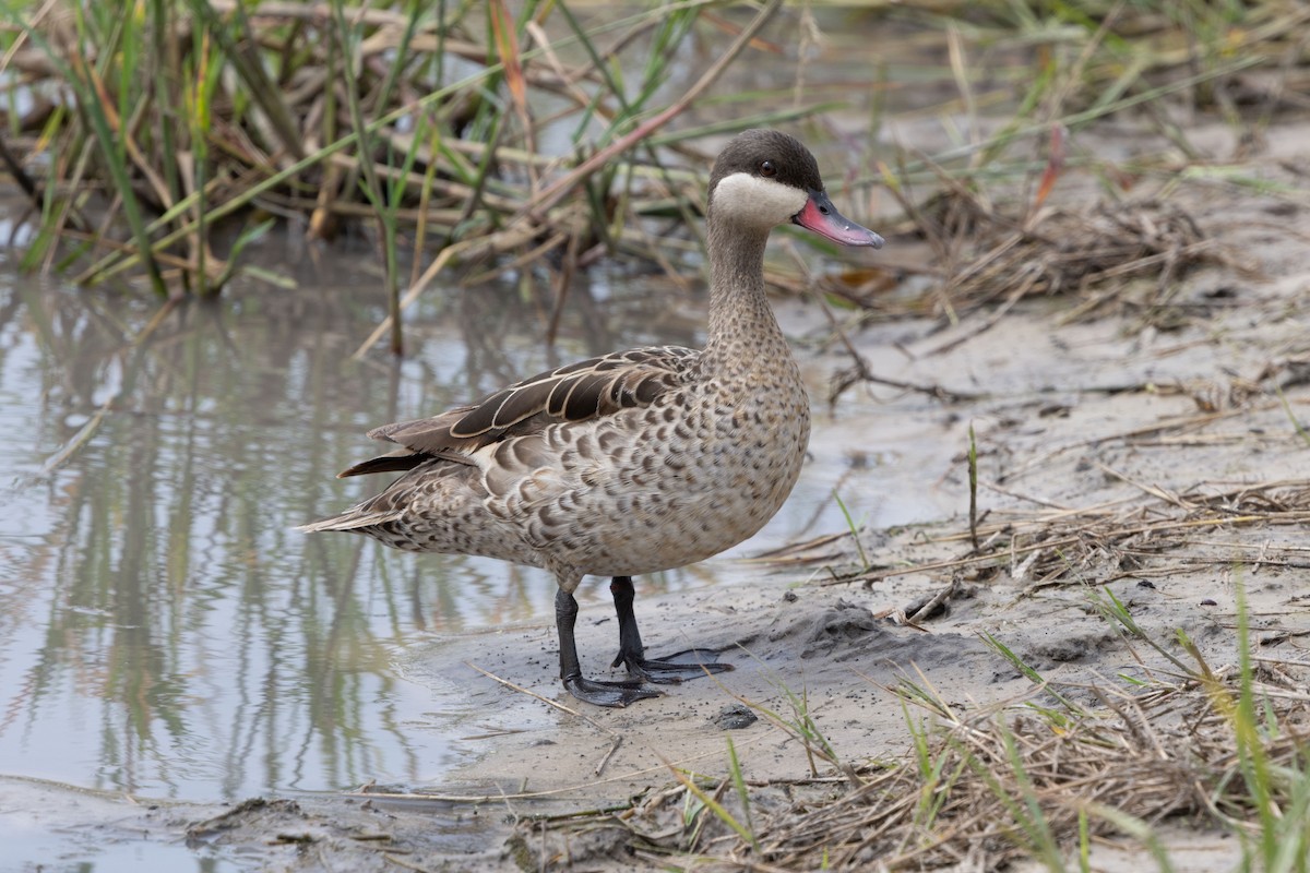 Red-billed Duck - ML646488988