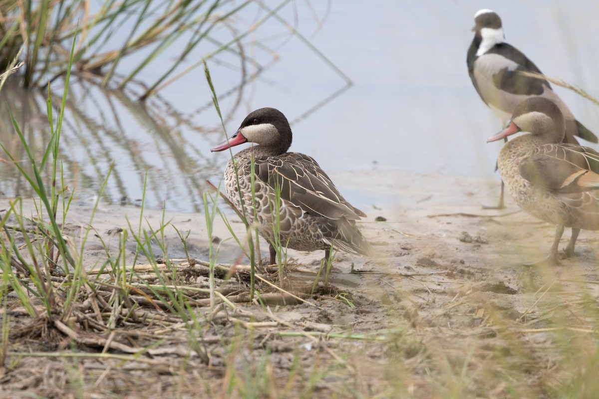 Red-billed Duck - ML646488989