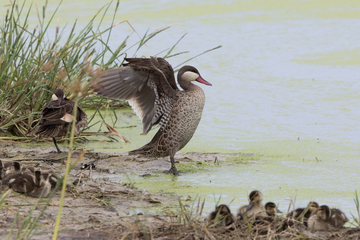 Red-billed Duck - ML646488990