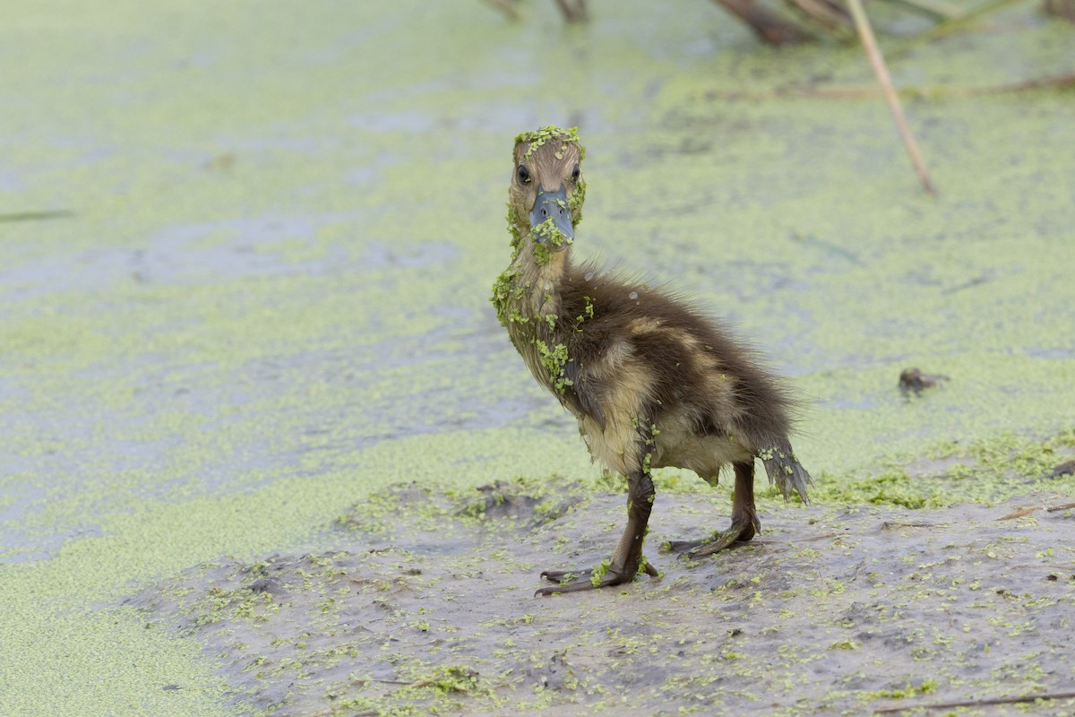Red-billed Duck - ML646488991