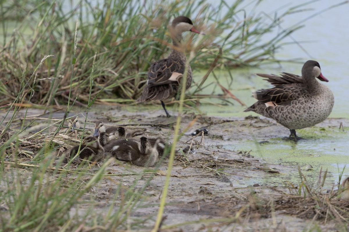 Red-billed Duck - ML646488992