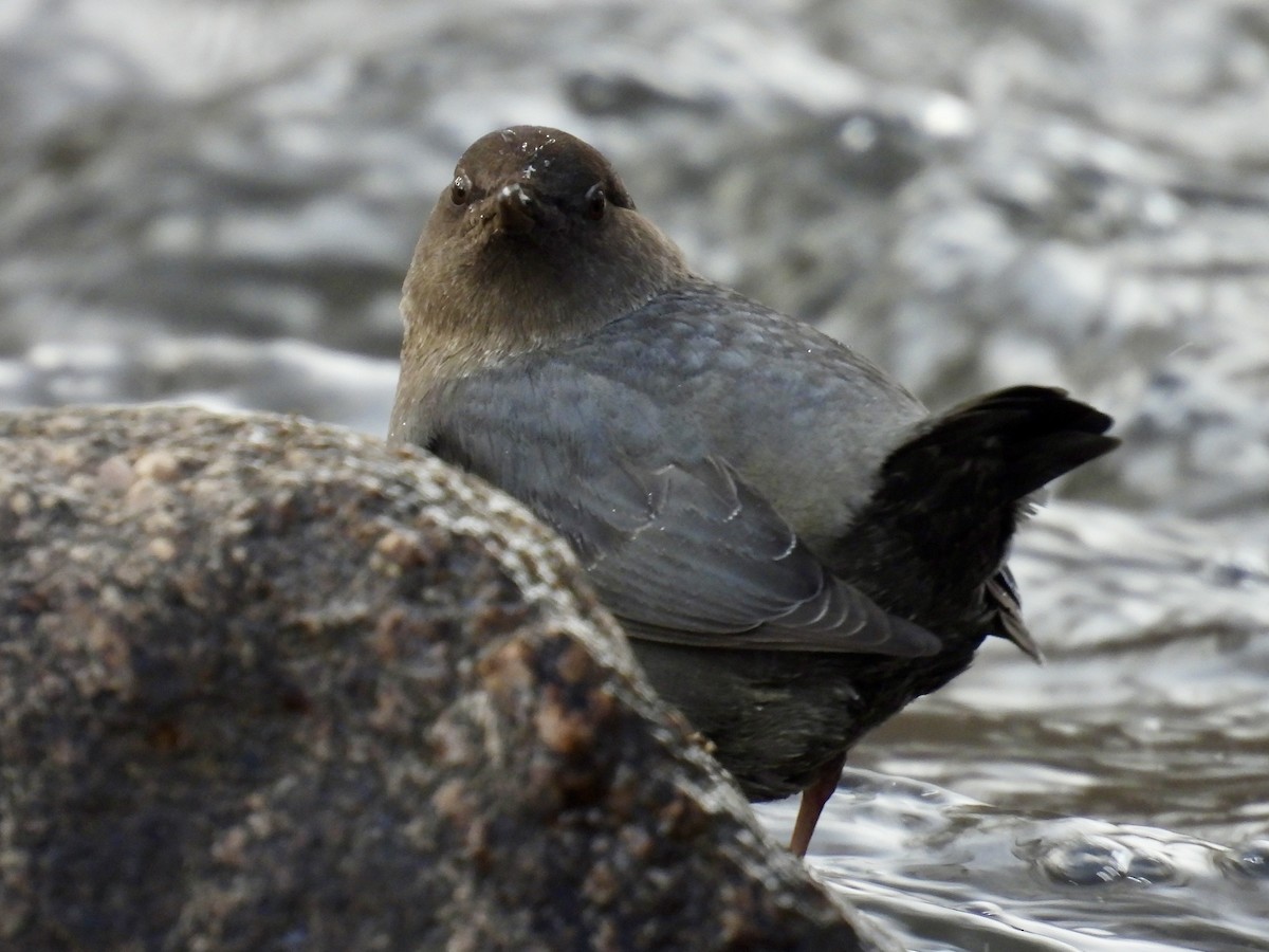 American Dipper - ML646488993