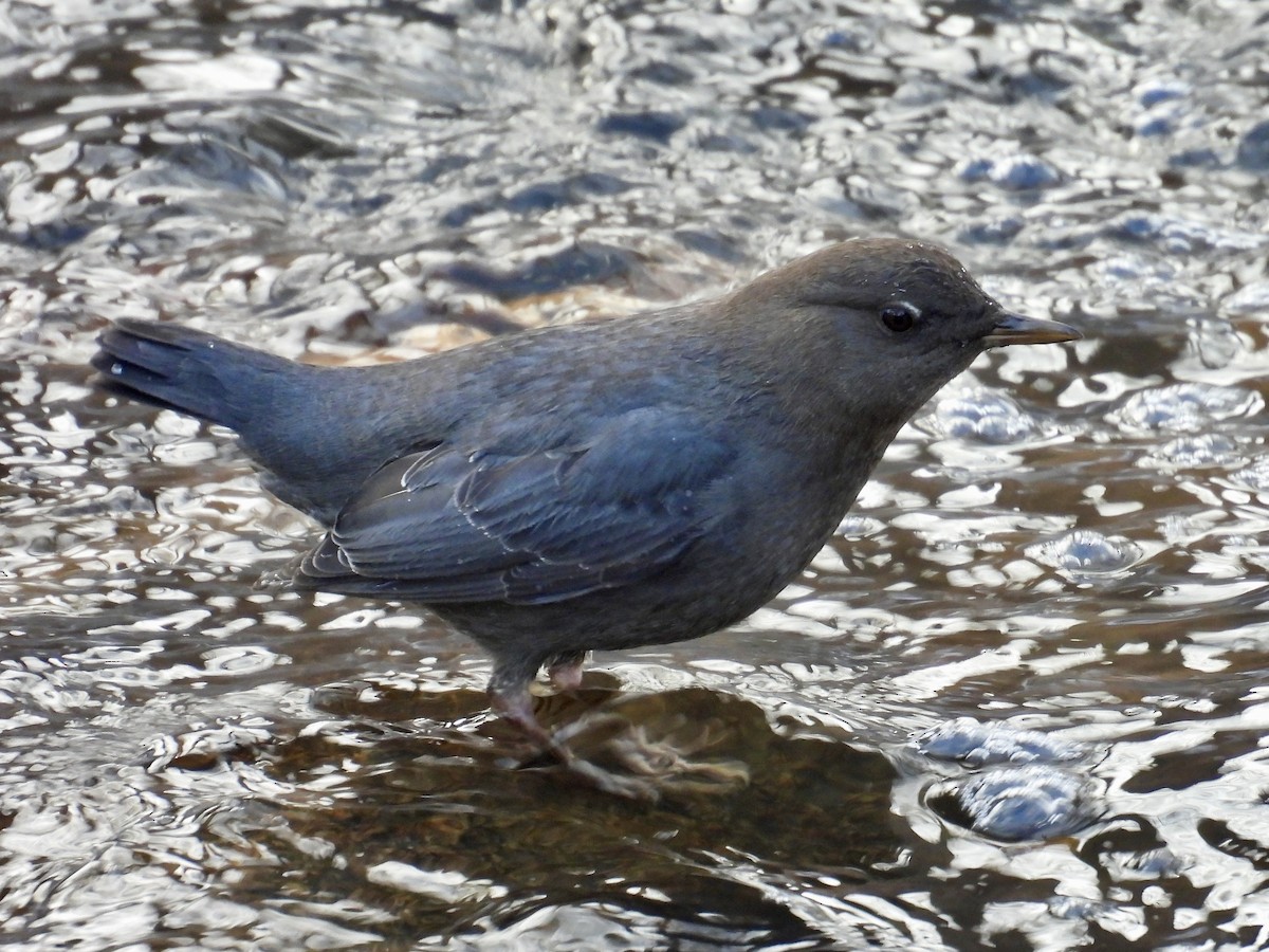 American Dipper - ML646488994