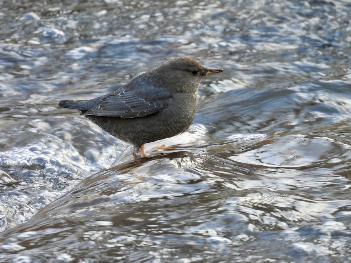 American Dipper - ML646488995