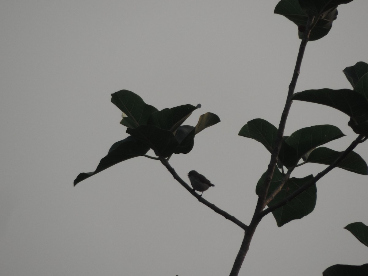 Thick-billed Flowerpecker - ML646489000