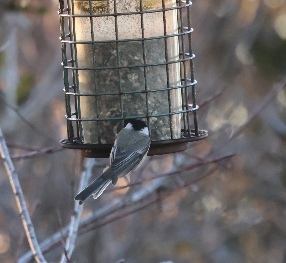Black-capped Chickadee - ML646489001