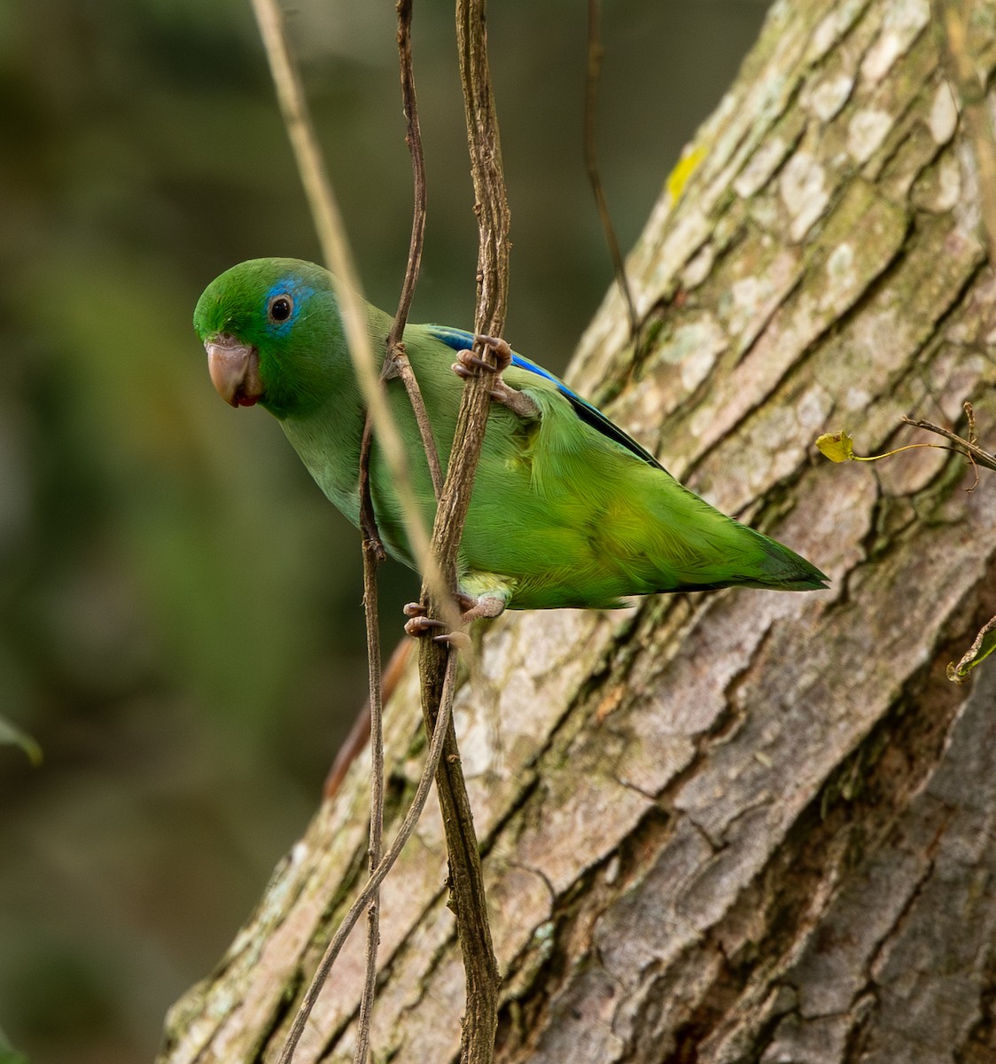Spectacled Parrotlet - ML646489004