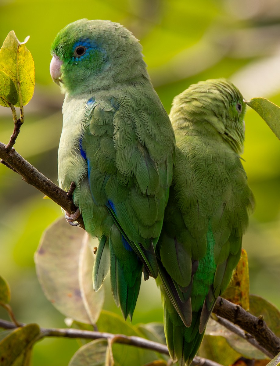 Spectacled Parrotlet - ML646489005
