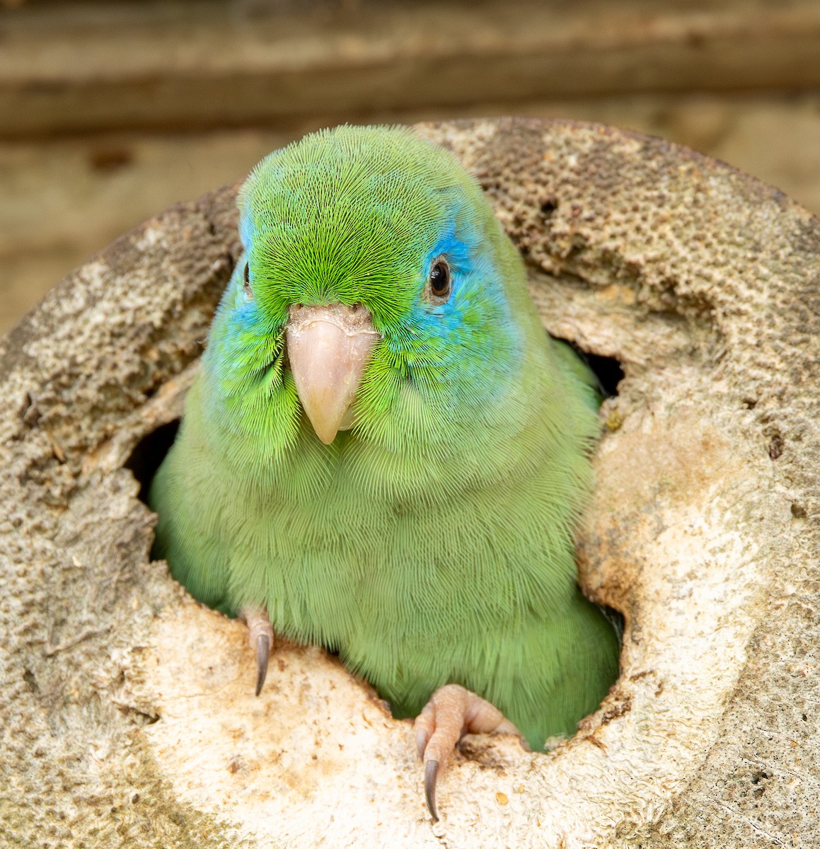 Spectacled Parrotlet - ML646489006