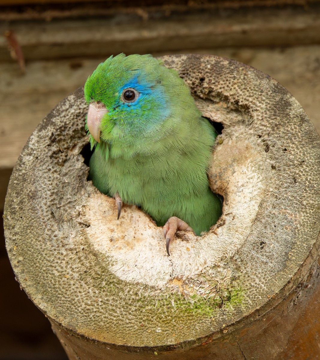 Spectacled Parrotlet - ML646489007