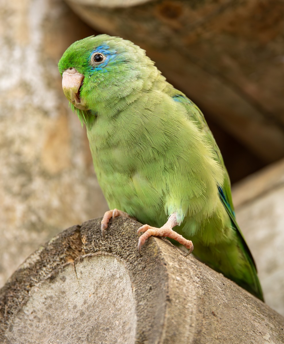 Spectacled Parrotlet - ML646489009