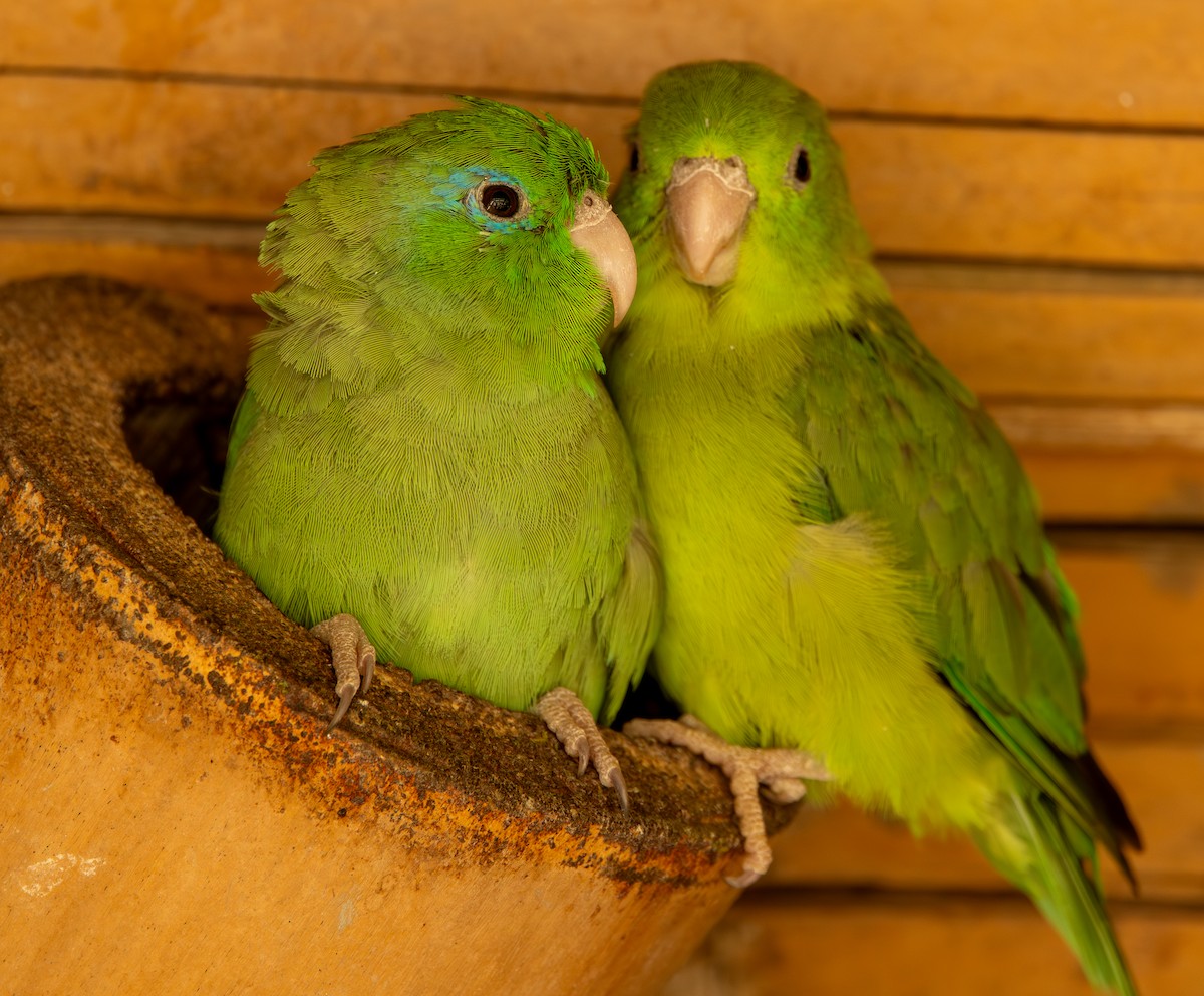 Spectacled Parrotlet - ML646489010