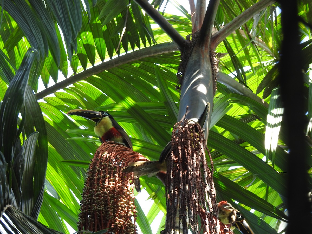 Chestnut-eared Aracari - ML646489013