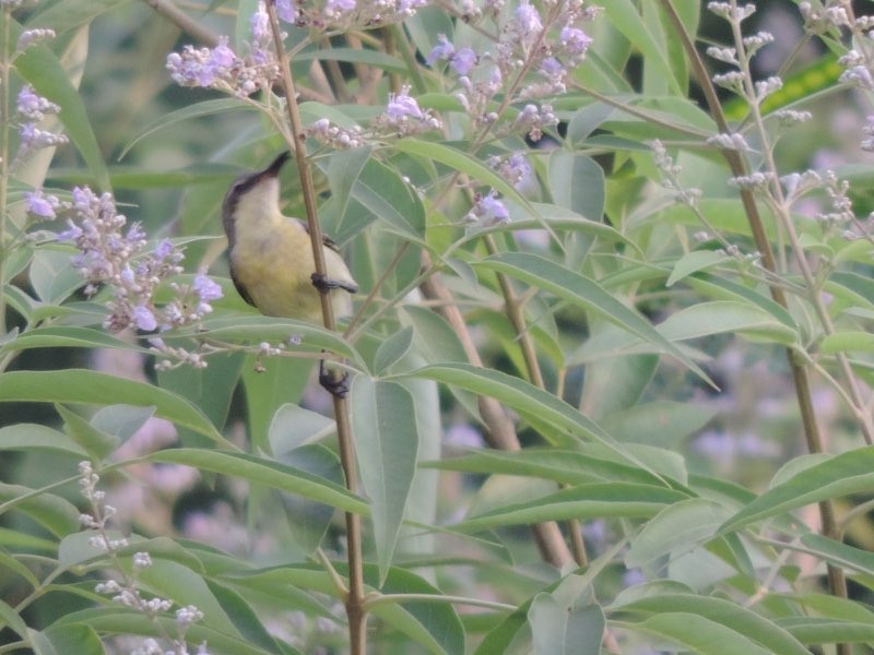 Purple Sunbird - ML646489015