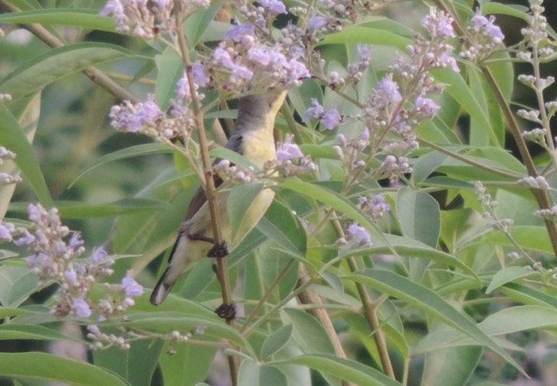 Purple Sunbird - ML646489016