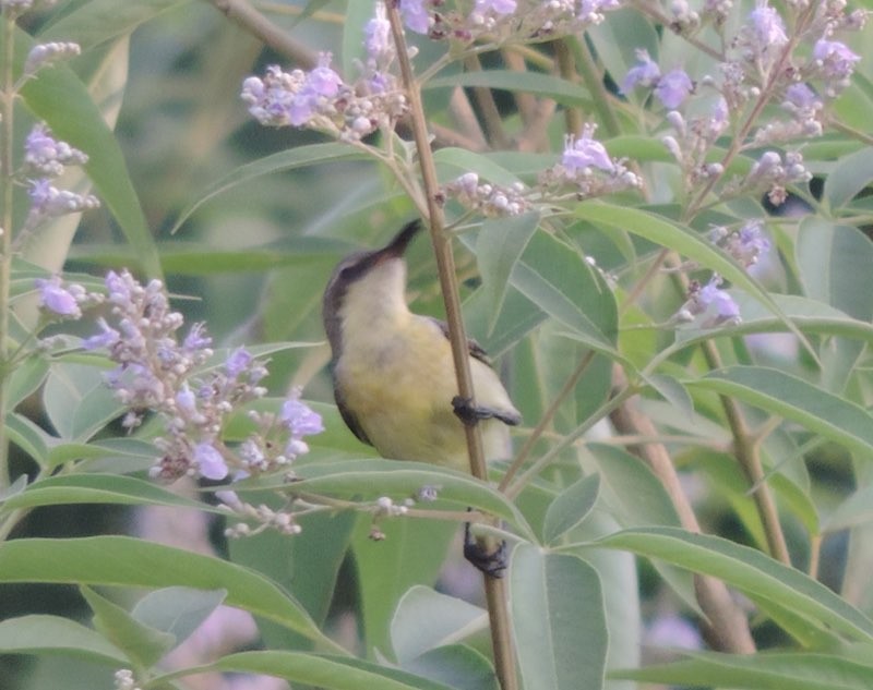 Purple Sunbird - ML646489017