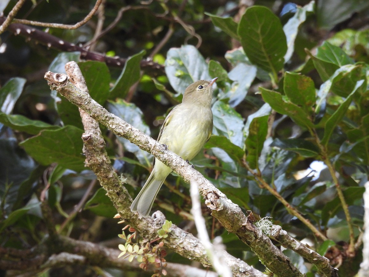 Mountain Elaenia - ML646489018