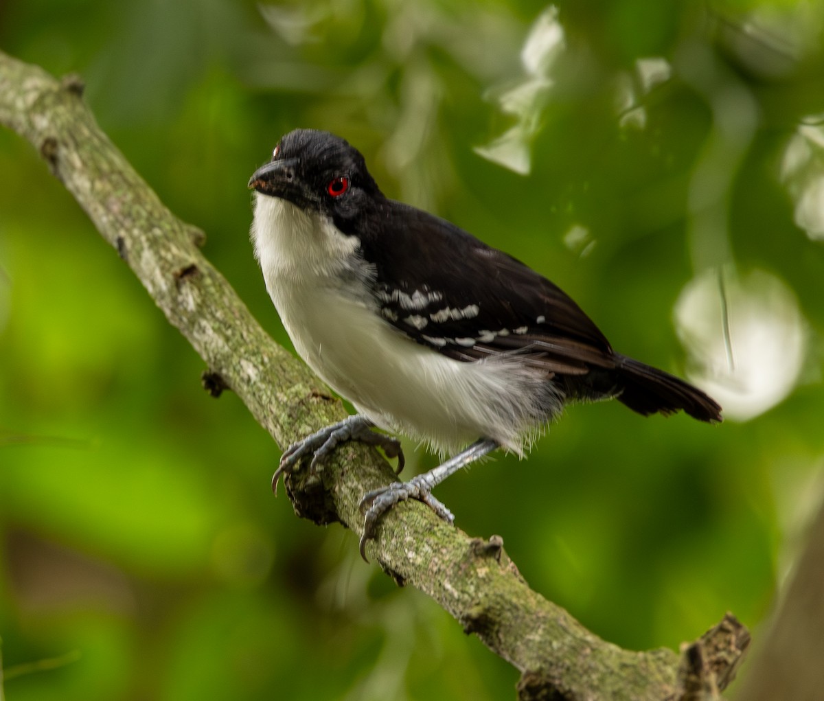 Great Antshrike - ML646489025