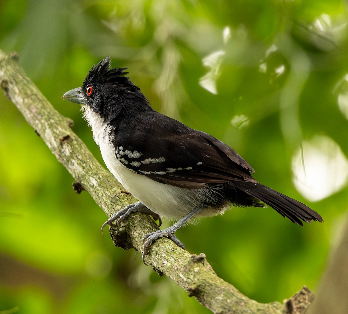 Great Antshrike - ML646489026