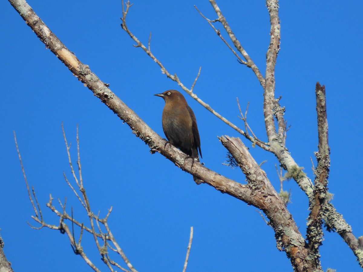 Rusty Blackbird - ML646489030