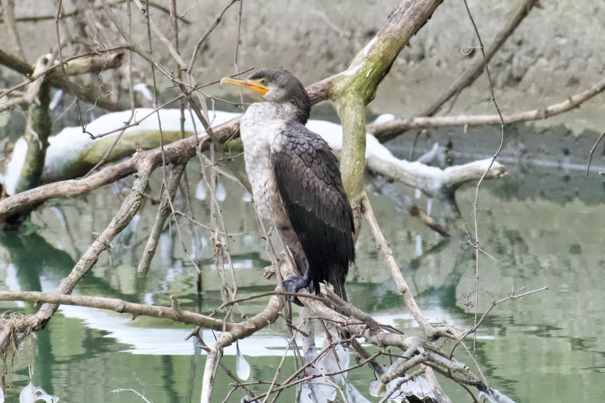 Double-crested Cormorant - ML646489031
