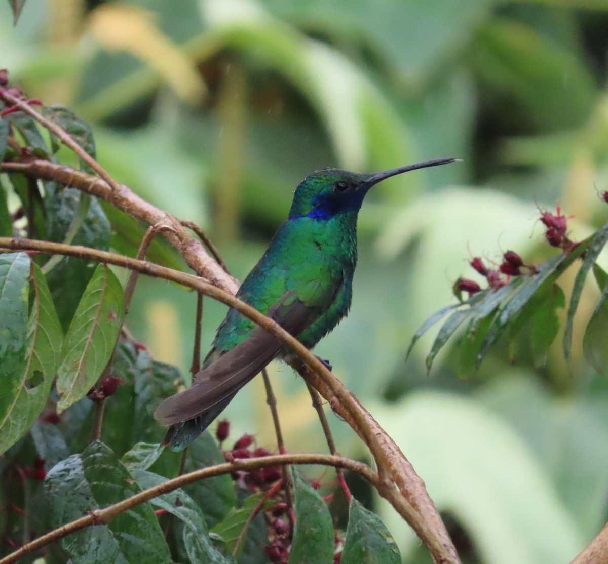 Колібрі синьочеревий - ML646489033