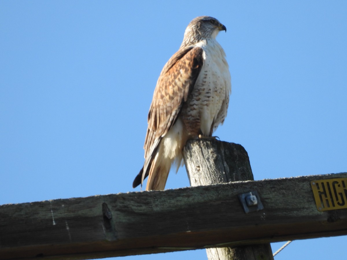 Ferruginous Hawk - ML646489034