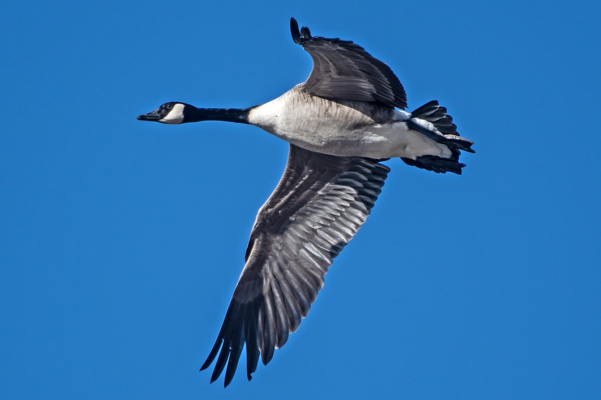 kanadagås - ML646489035