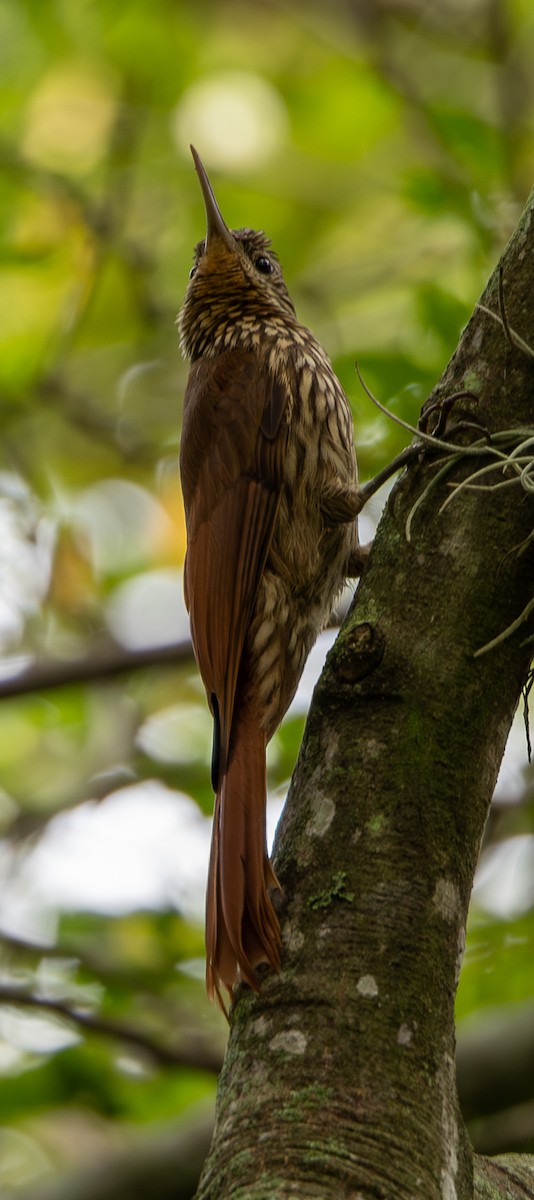 Streak-headed Woodcreeper - ML646489036