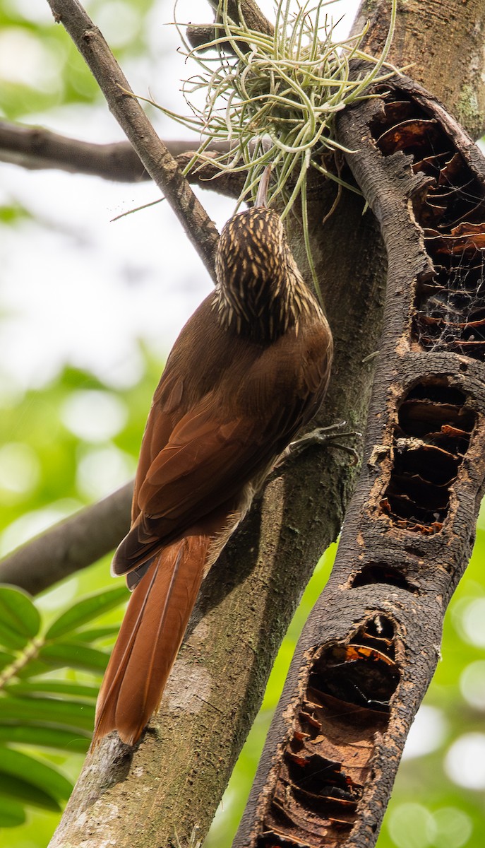 Streak-headed Woodcreeper - ML646489037