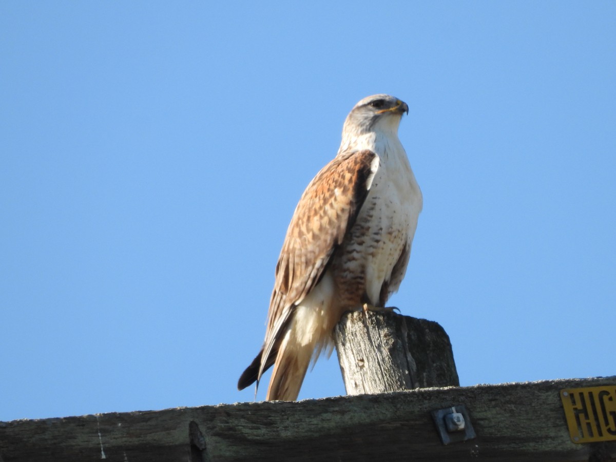 Ferruginous Hawk - ML646489038