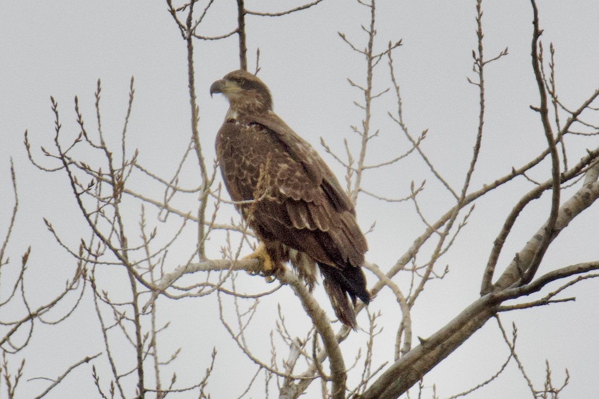 Bald Eagle - ML646489041