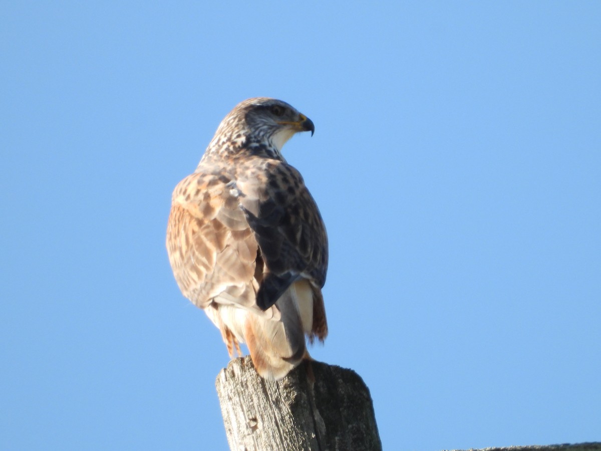 Ferruginous Hawk - ML646489042
