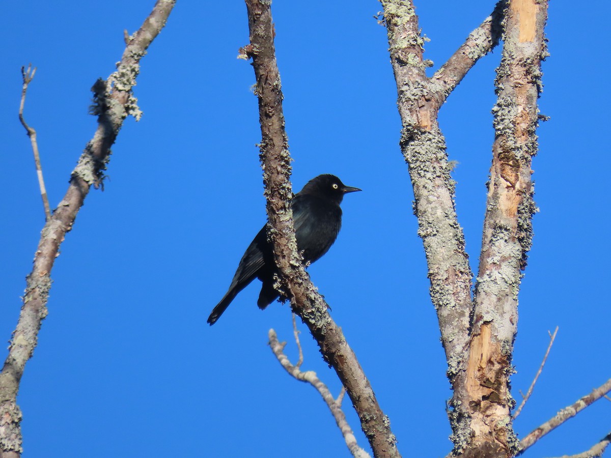Rusty Blackbird - ML646489043