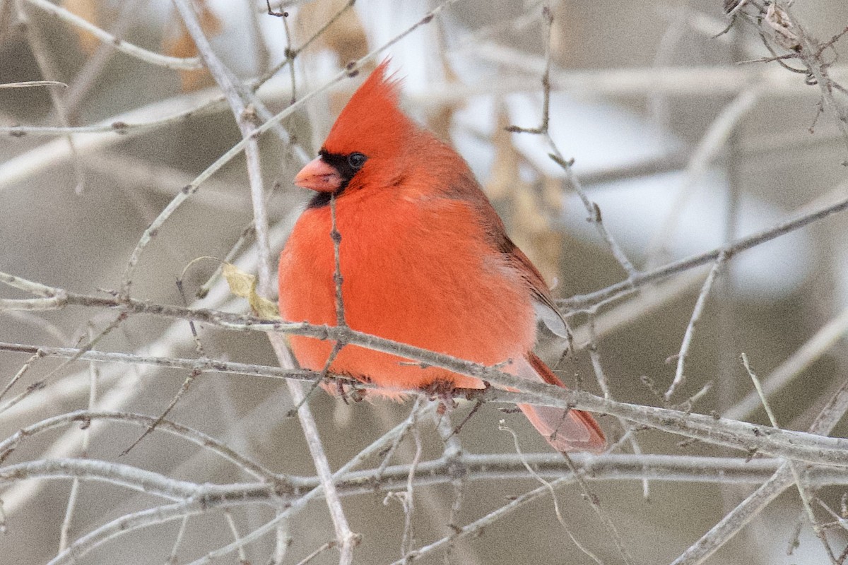 Northern Cardinal - ML646489044