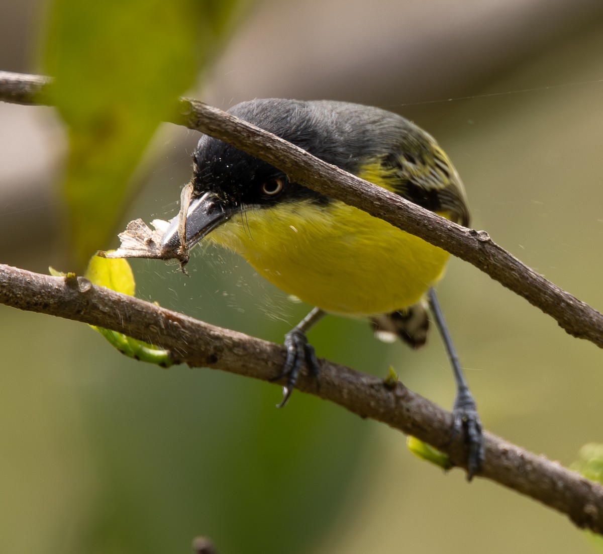 Common Tody-Flycatcher - ML646489045