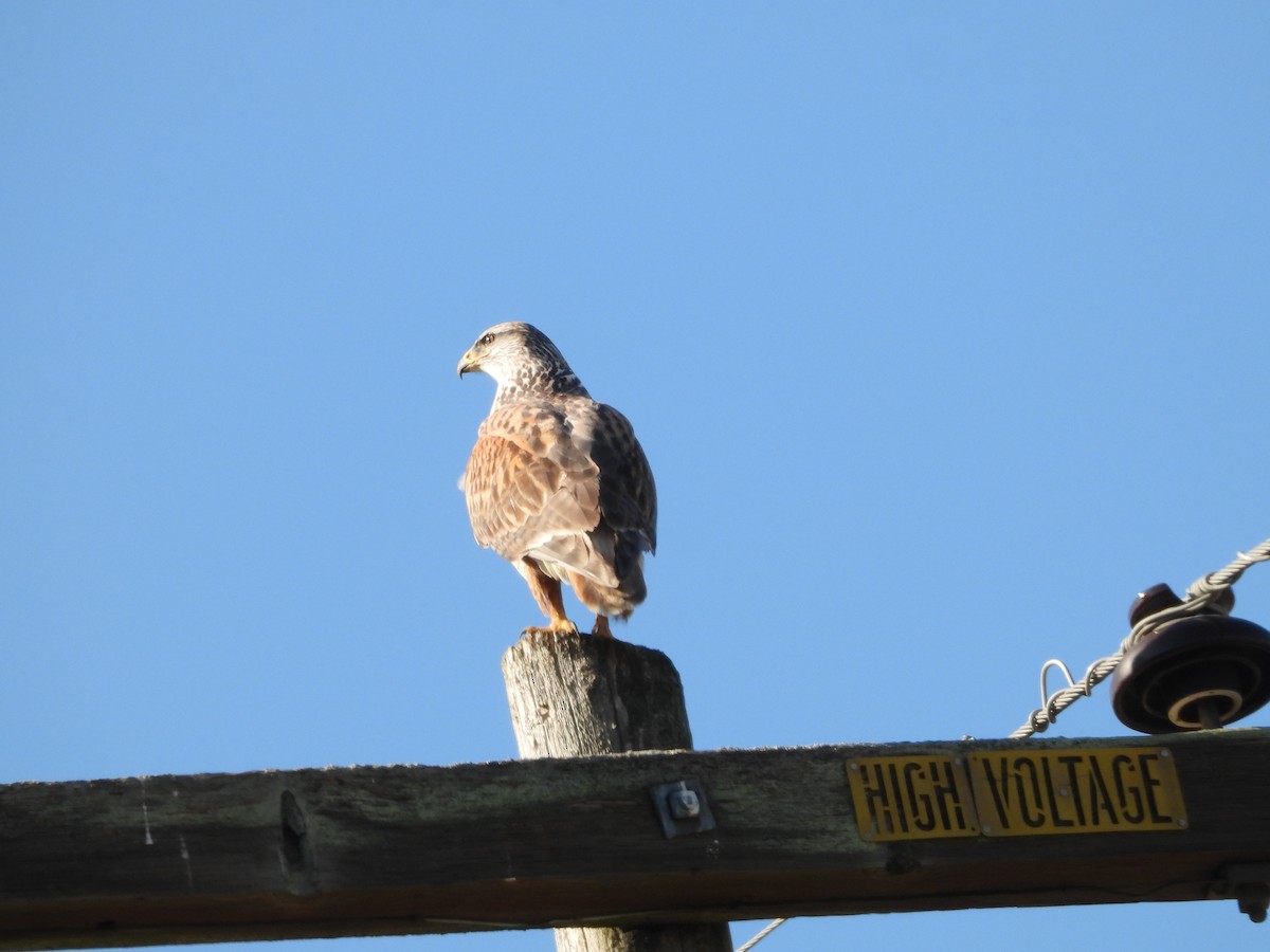 Ferruginous Hawk - ML646489052