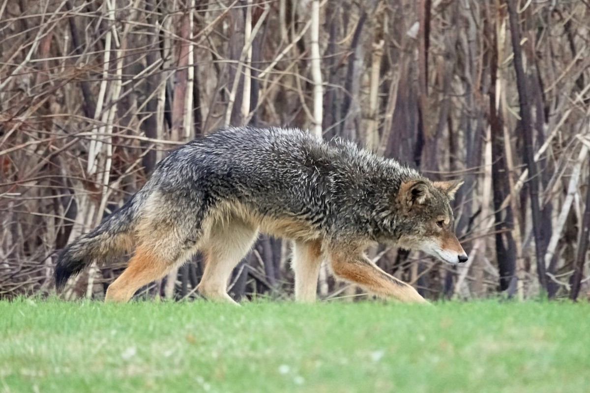 Coyote - ML646489054