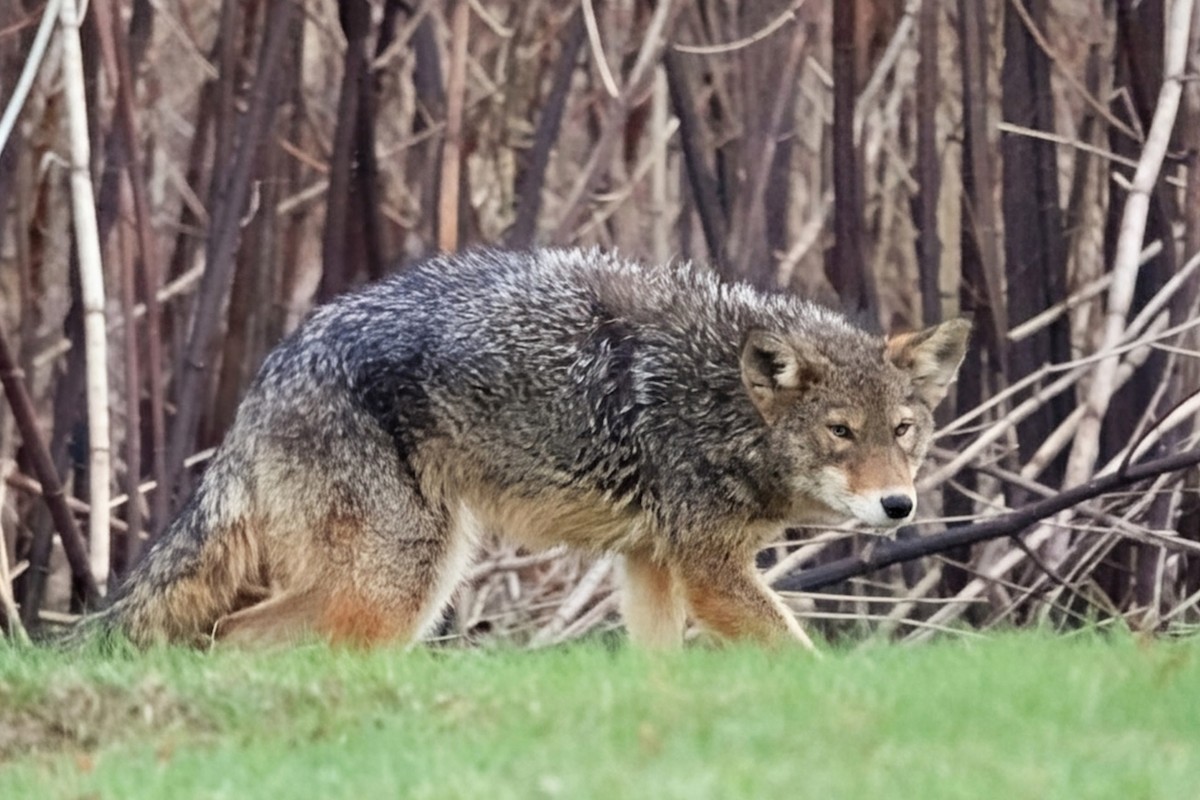 Coyote - ML646489055